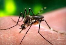 A Castelvetro primo caso di Dengue in provincia: in corso gli interventi di disinfestazione straordinaria