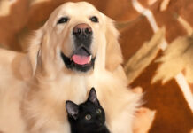 La Polizia Locale trasferisce cinque cani al canile dopo controlli in un alloggio non adeguato