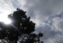 Alberi Festival, modifiche alla viabilità