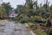 Maltempo a Modena, decine di interventi di rimozione di alberi e rami