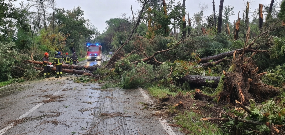 Maltempo a Modena, decine di interventi di rimozione di alberi e rami